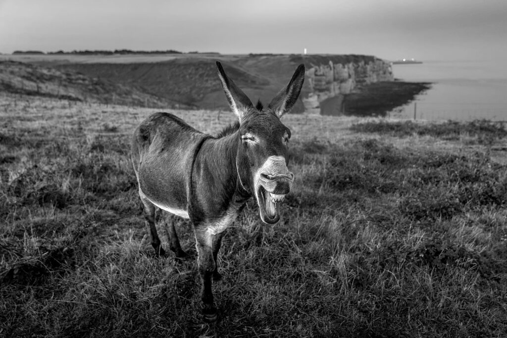 L'âne sans queue